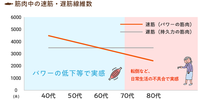 筋肉中の速筋・遅筋維持数