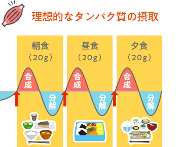 理想的なタンパク質の摂取