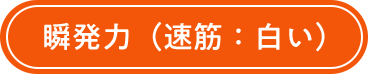 瞬発力(速筋:白い)